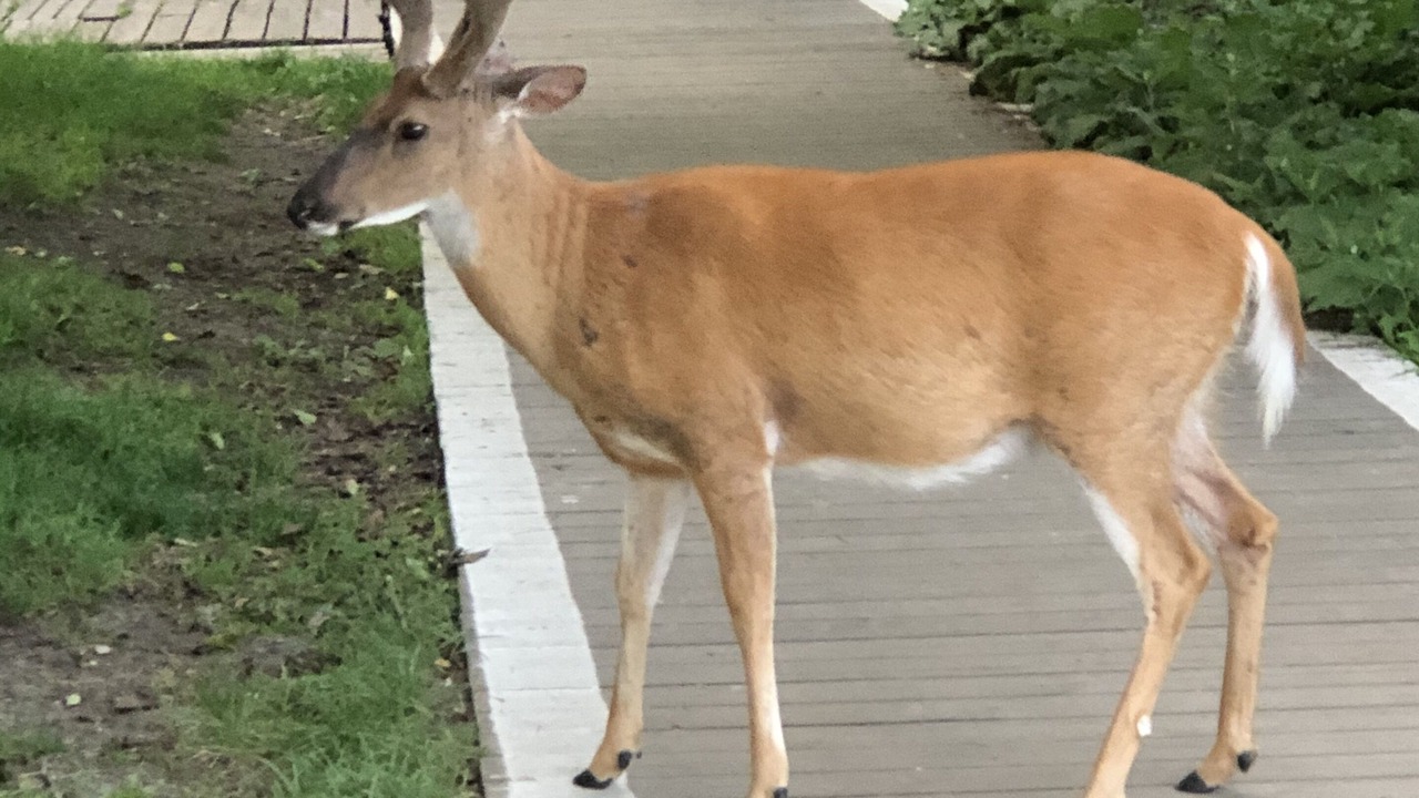 Photo of Others in Fire Island Pines