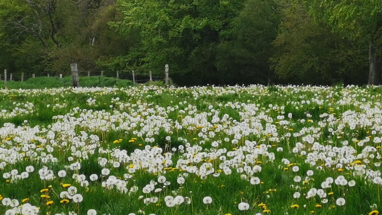 Photo of Outdoor in Derchigny