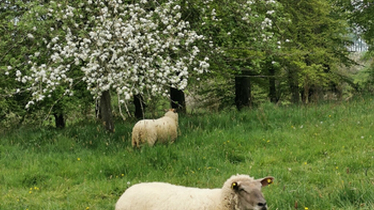Photo of Outdoor in Derchigny