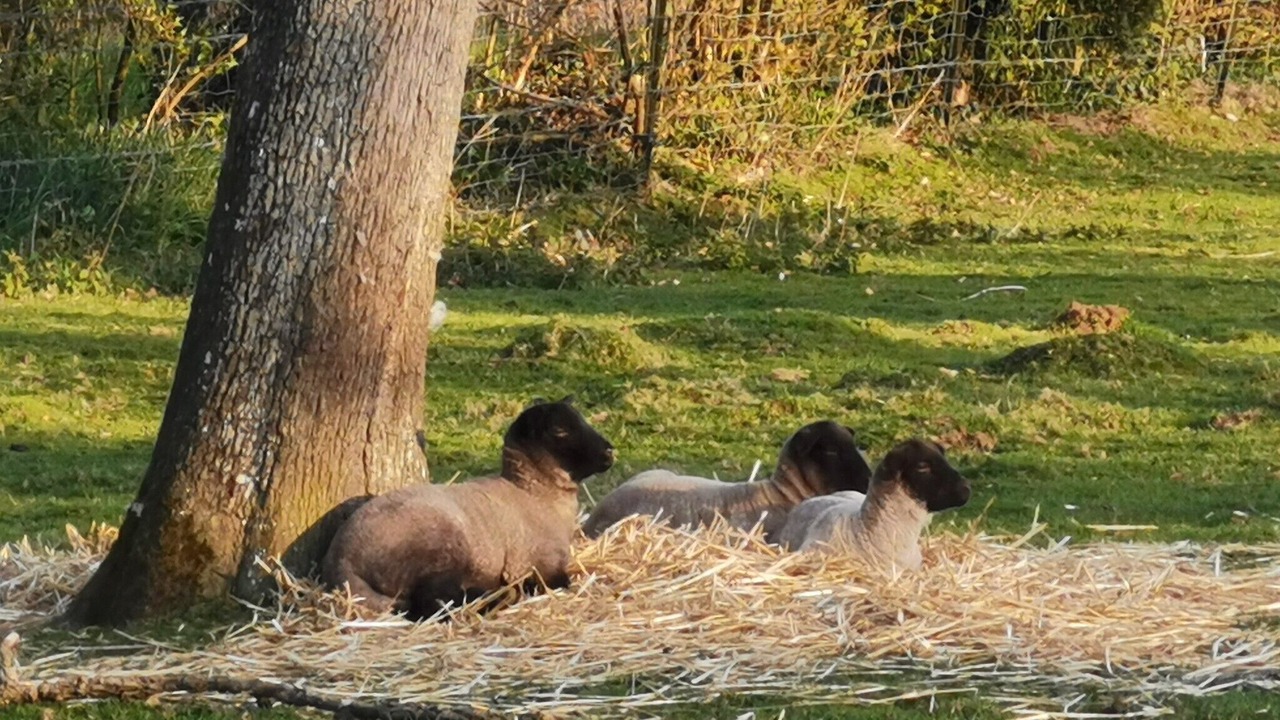 Photo of Outdoor in Derchigny
