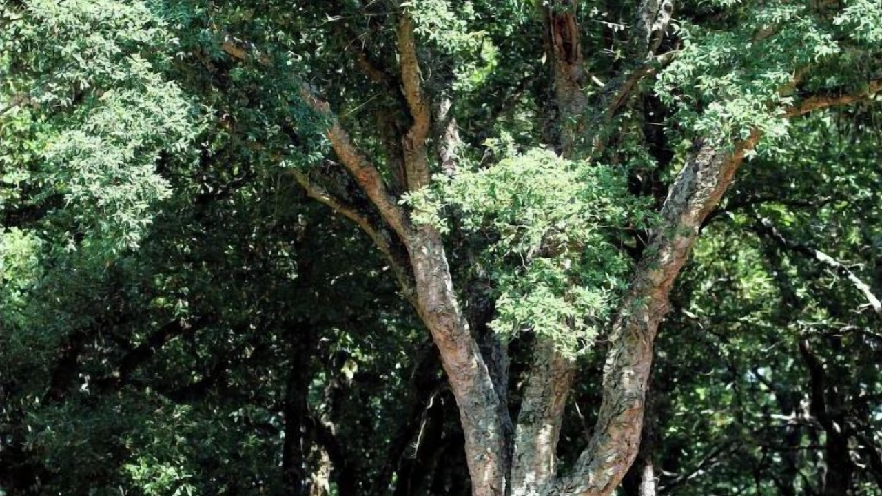 Photo of Others in Pibrac