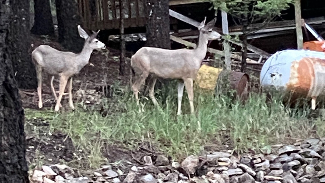 Photo of Outdoor in Cloudcroft