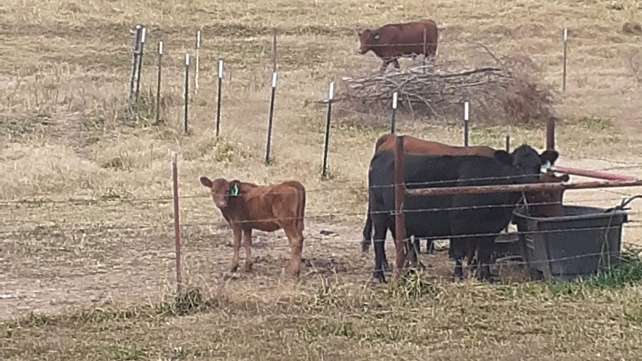 Photo of Others in Lead Hill