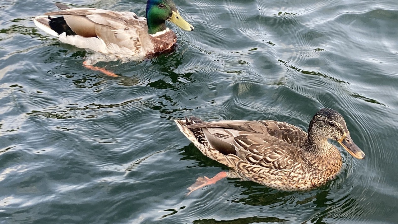 Photo of Others in Harveys Lake