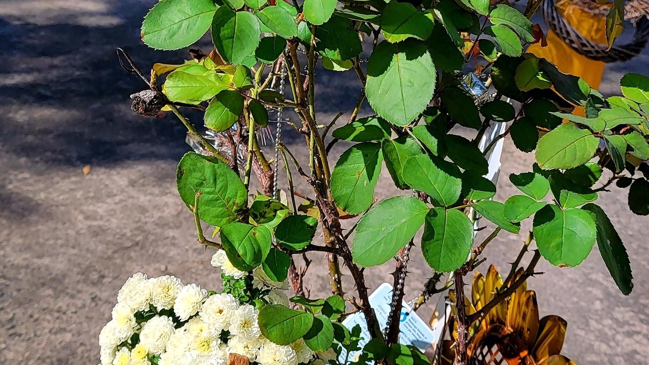 Photo of Outdoor in Carlisle