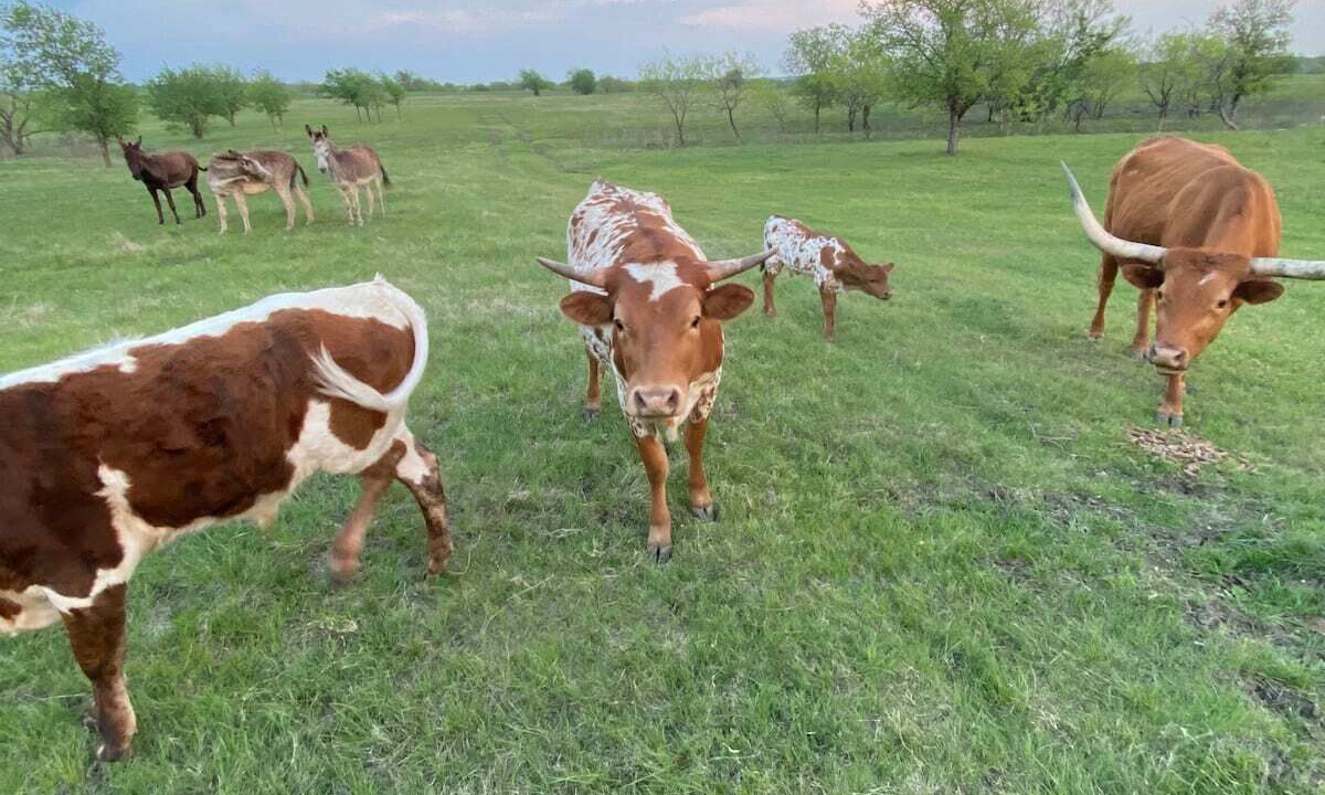 Photo of Outdoor in Midlothian