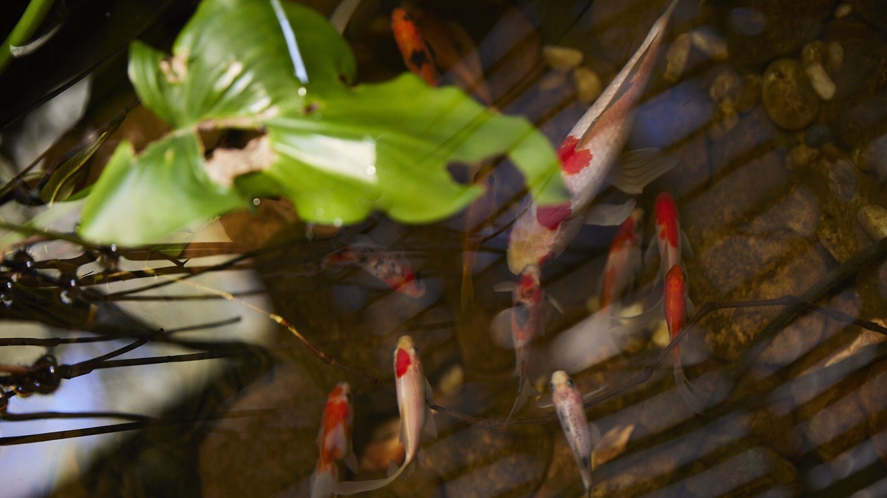 Photo of Others in Great Mackerel Beach