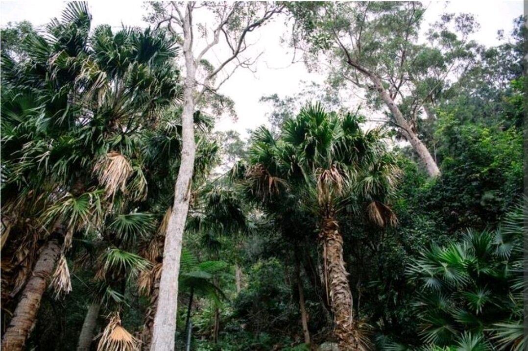 Photo of Others in Great Mackerel Beach
