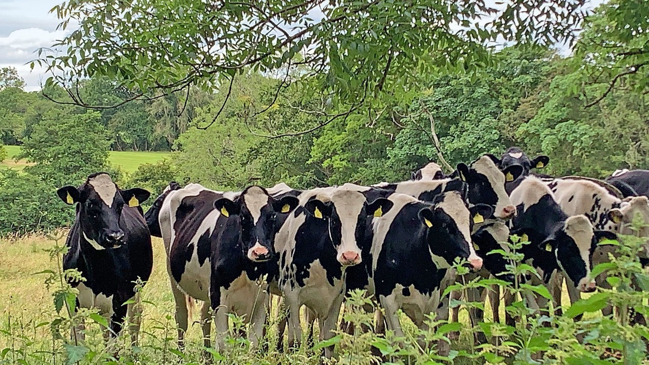 Photo of Others in Calwich