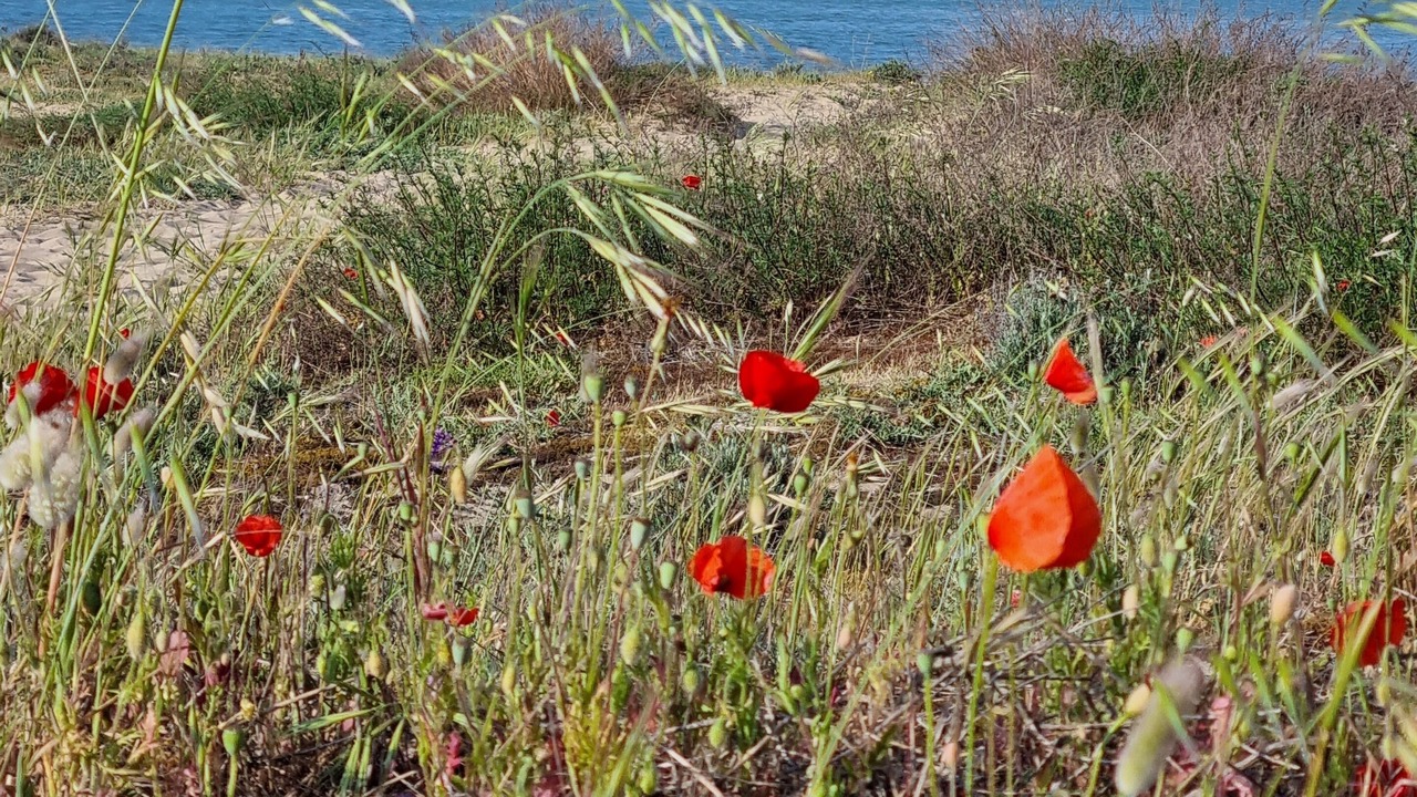 Photo of Outdoor in Le Chateau-d'Oleron