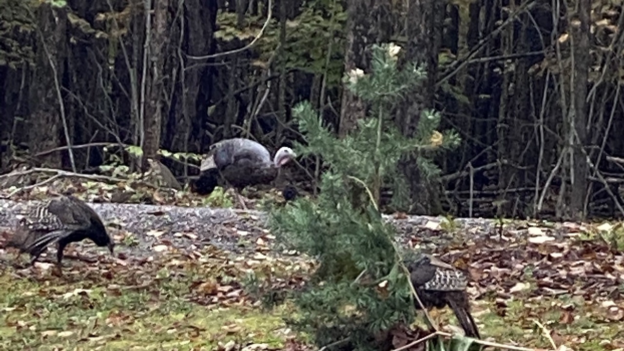 Photo of Outdoor in Dushore