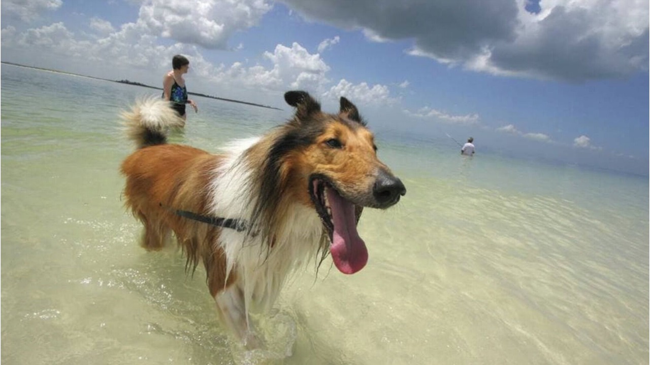 Photo of Others in Dromana