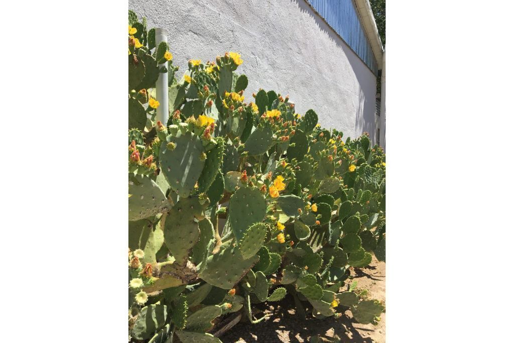 Photo of Outdoor in Marfa