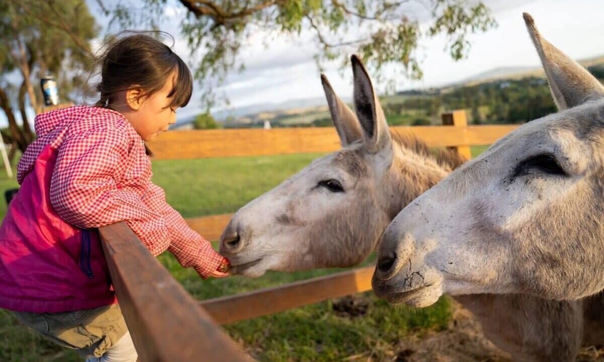 Photo of Others in Dixons Creek