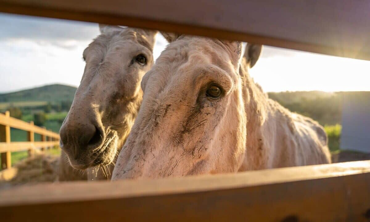 Photo of Outdoor in Dixons Creek