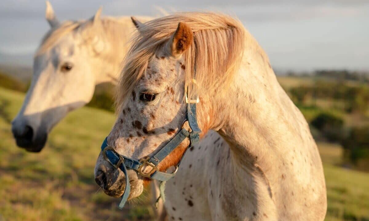 Photo of Others in Dixons Creek