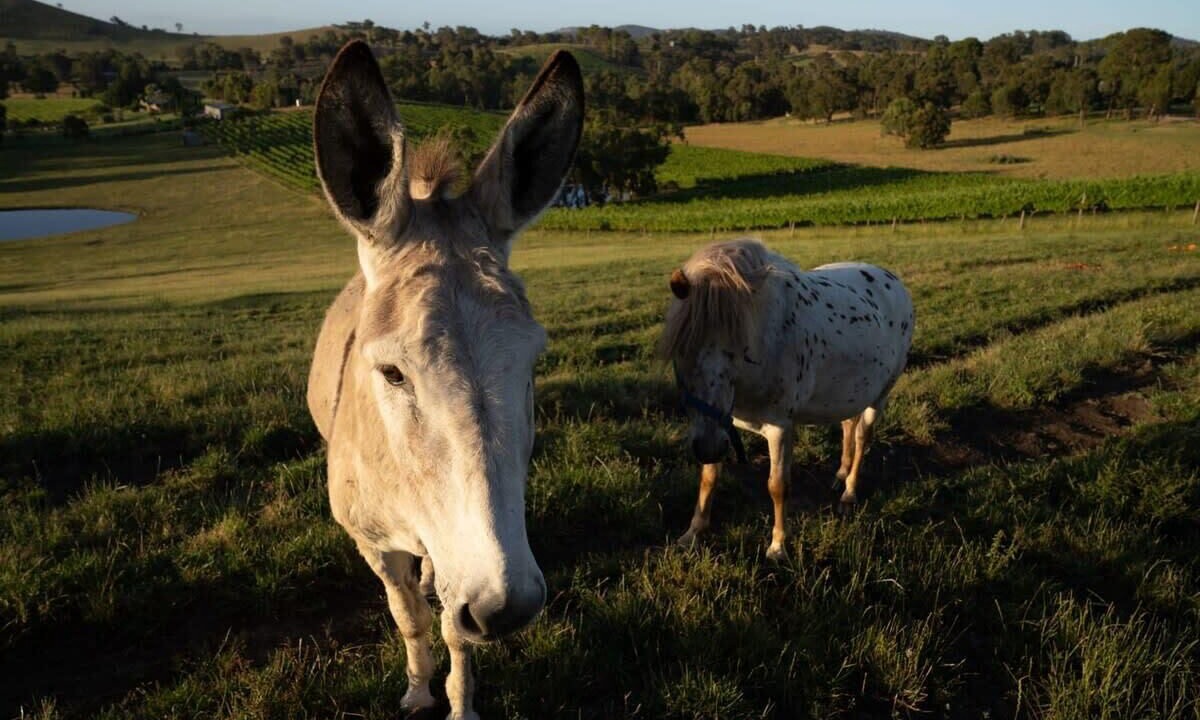 Photo of Others in Dixons Creek
