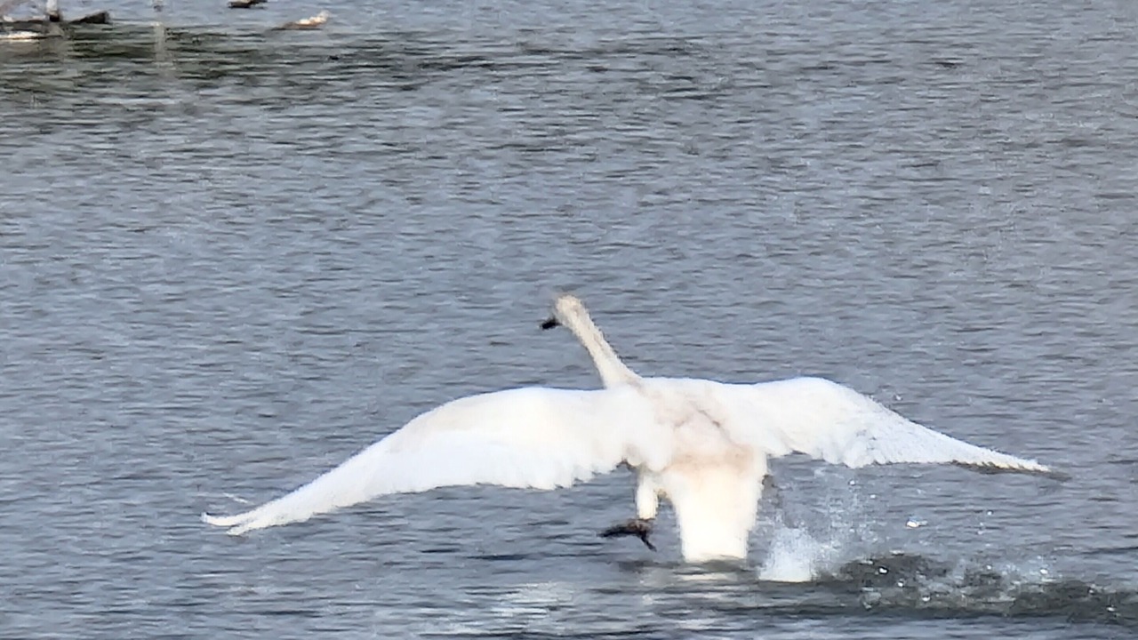 Photo of Others in Port Franks