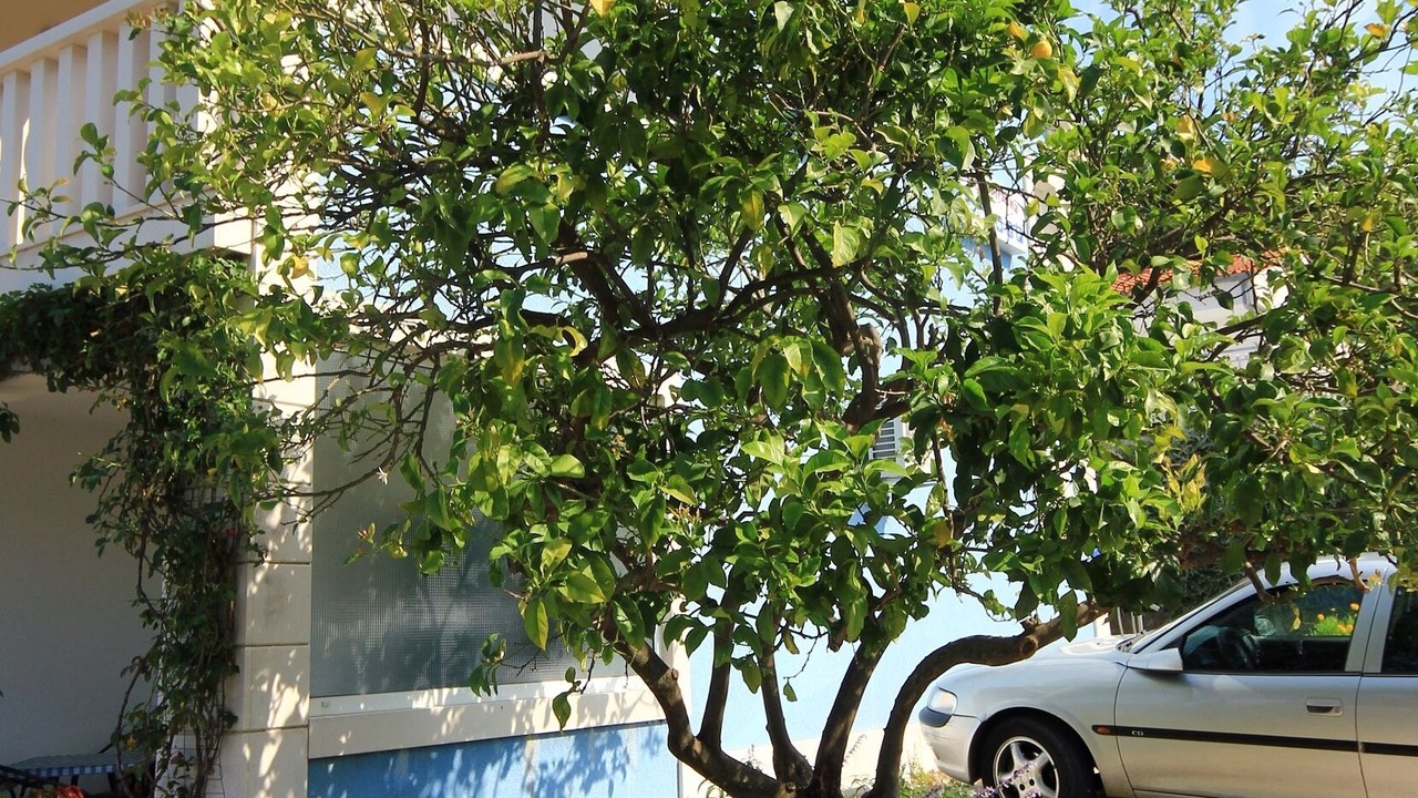 Photo of Outdoor in Viganj