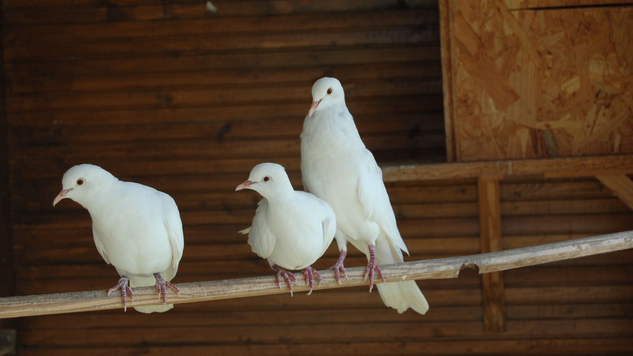 Photo of Others in Mervans