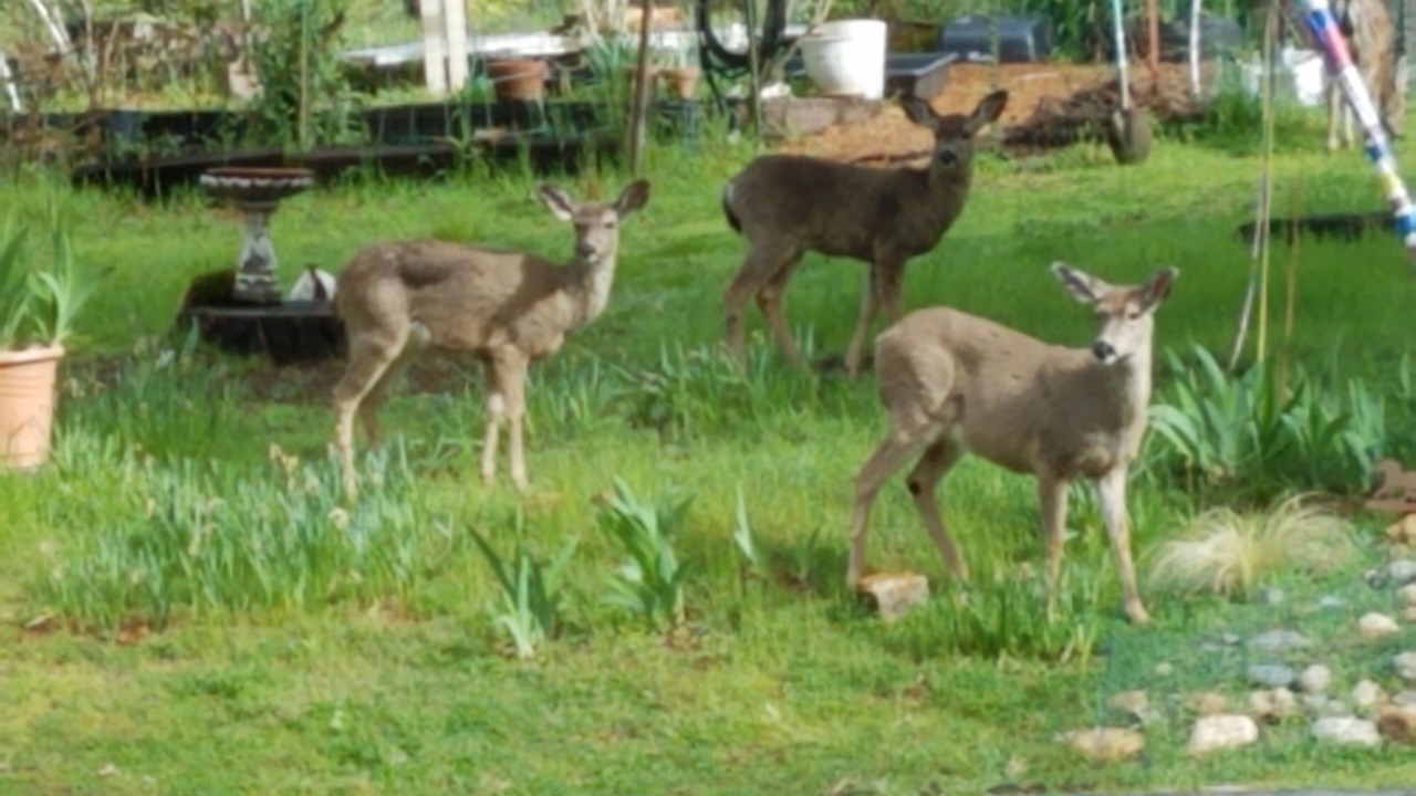 Photo of Others in Colfax