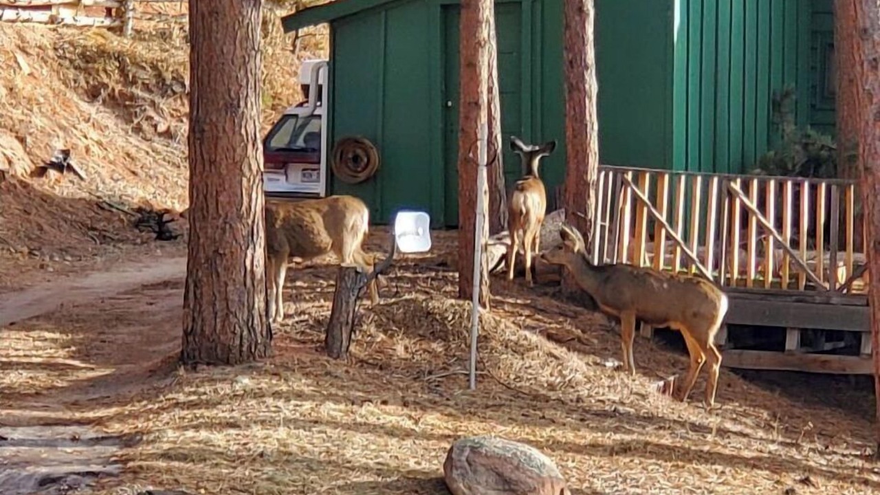 Photo of Outdoor in Woodland Park