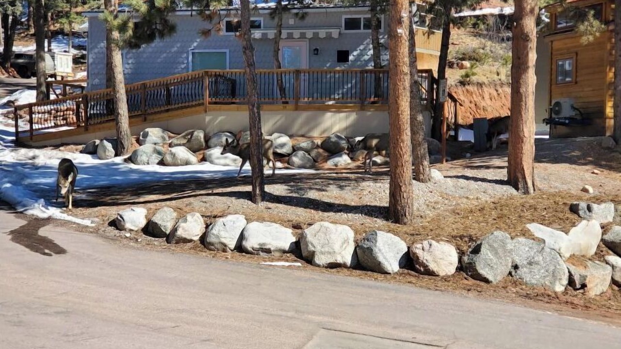 Photo of Outdoor in Woodland Park