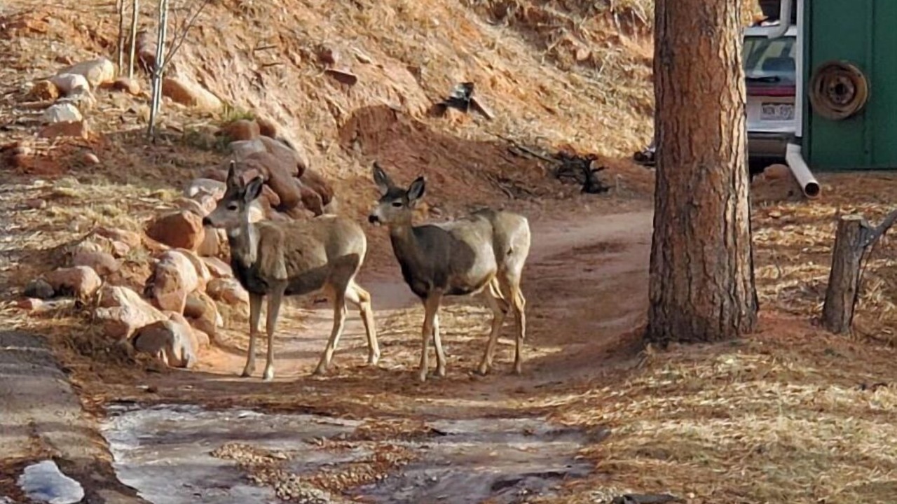 Photo of Outdoor in Woodland Park