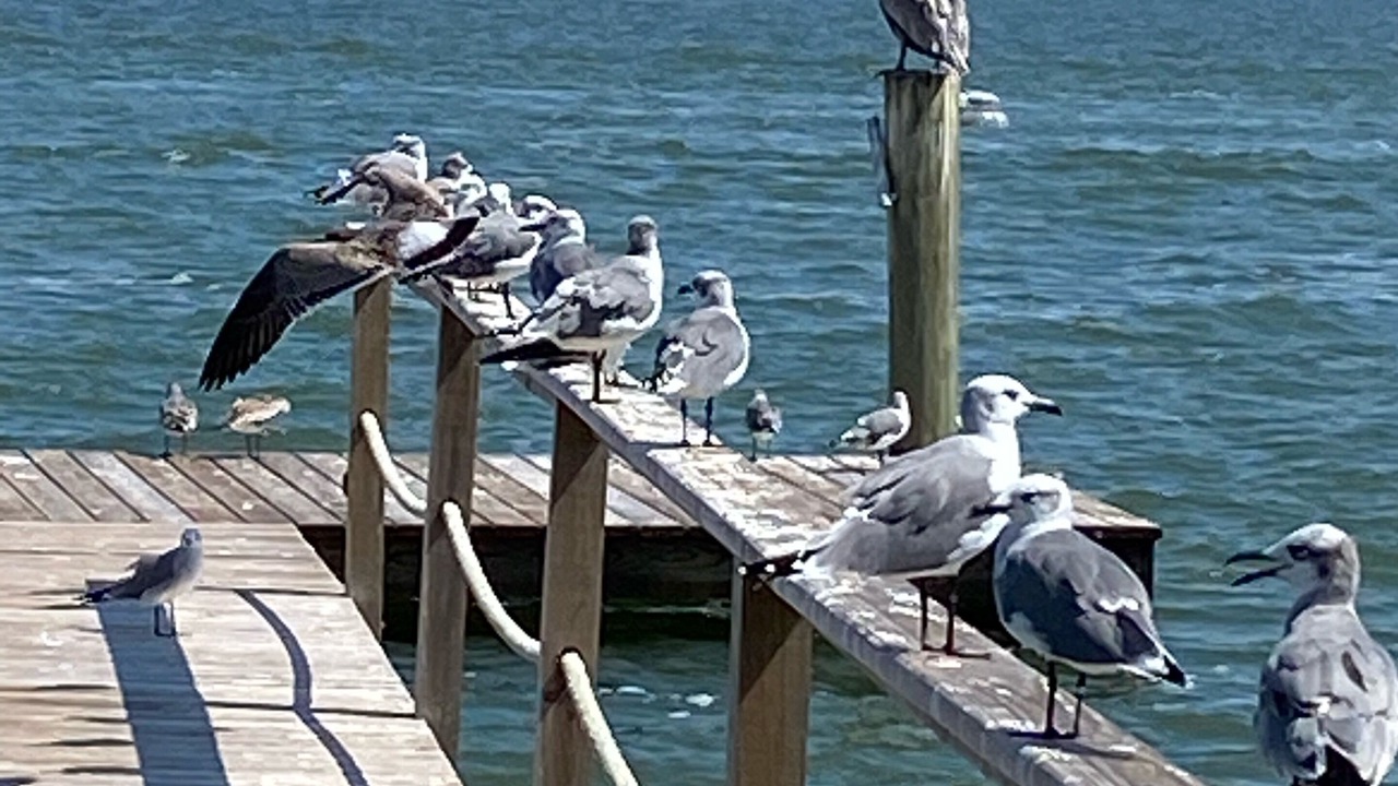 Photo of Others in San Patricio County