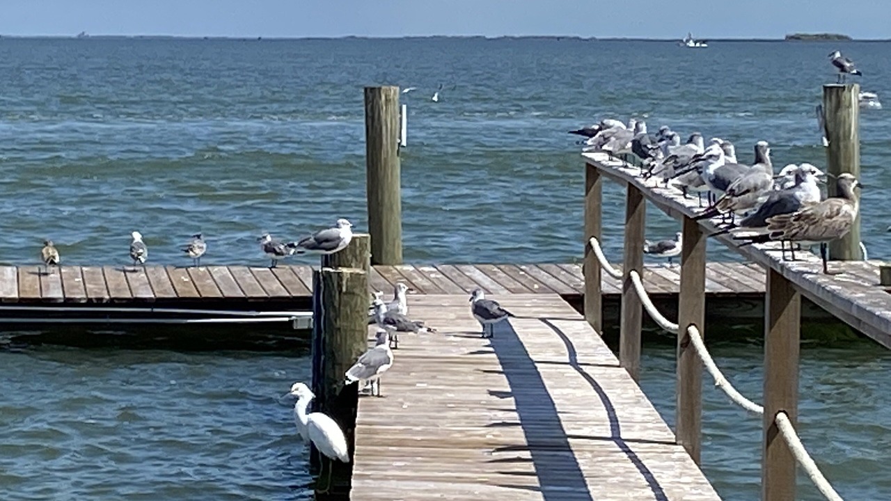 Photo of Outdoor in San Patricio County