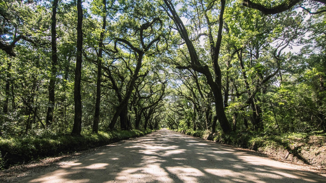 Photo of Others in Edisto Island