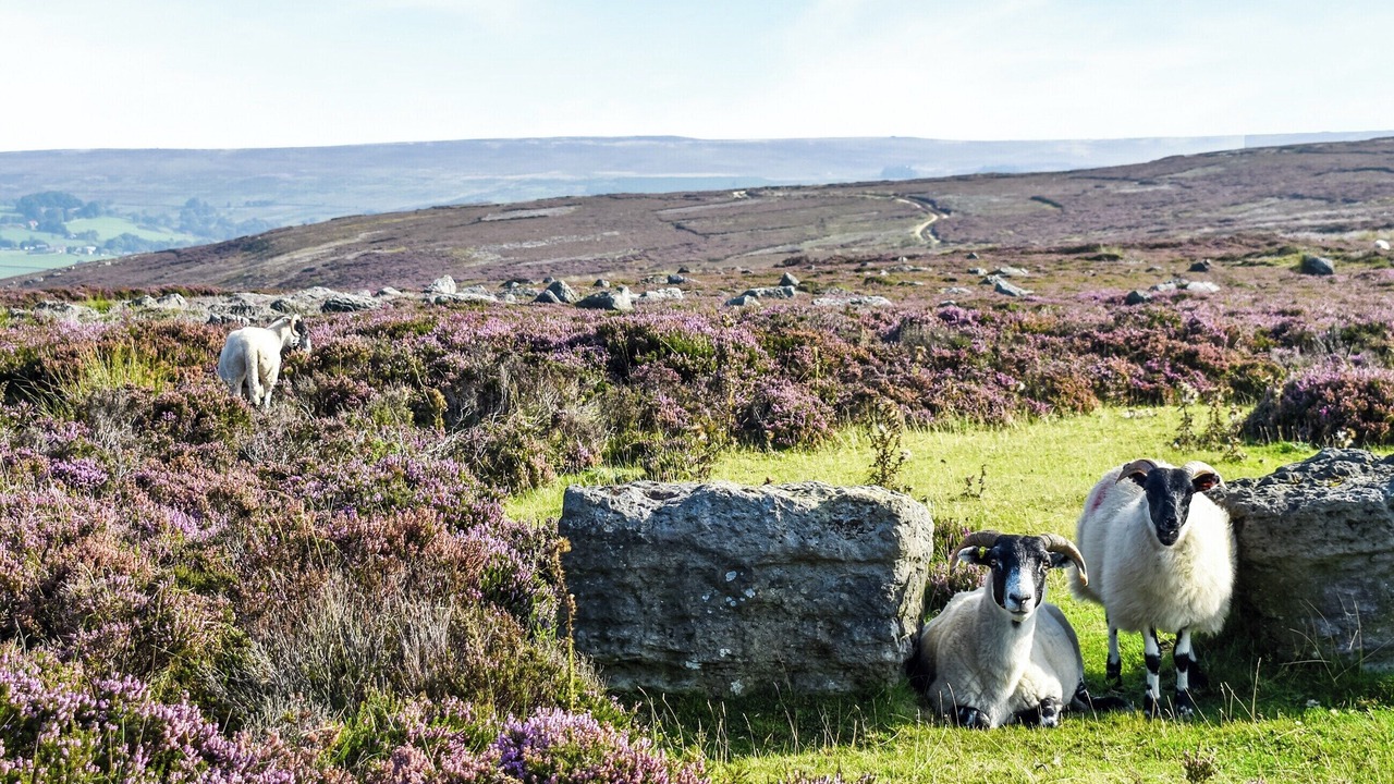 Photo of Others in Carlton-in-Cleveland