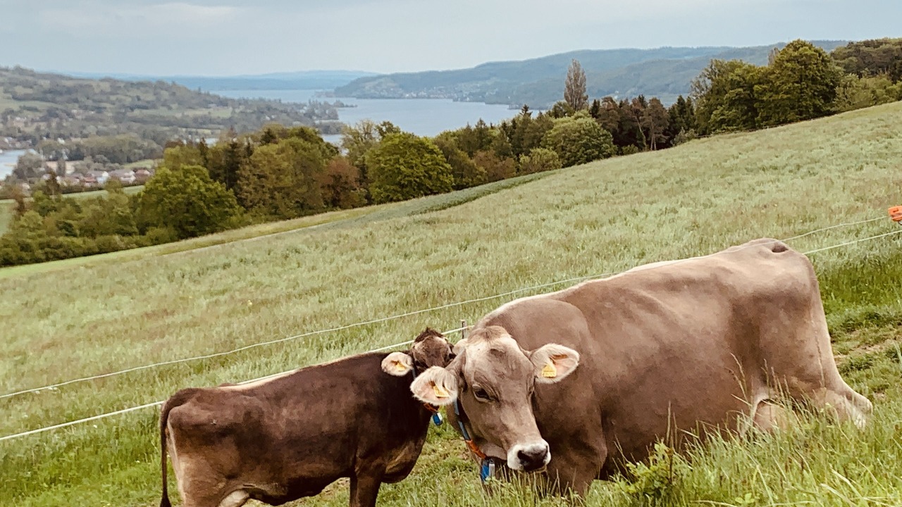 Photo of Others in Frauenfeld