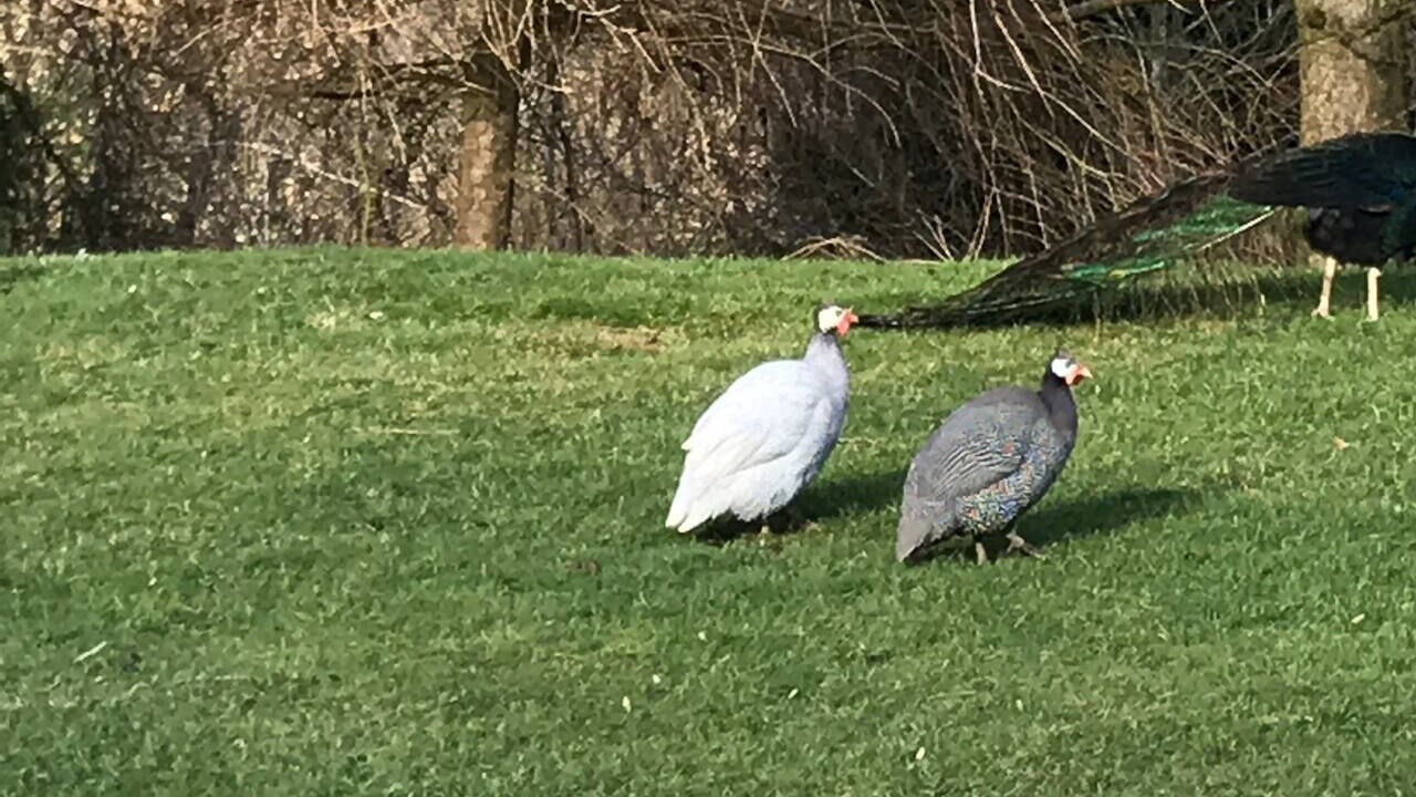 Photo of Others in Corwen