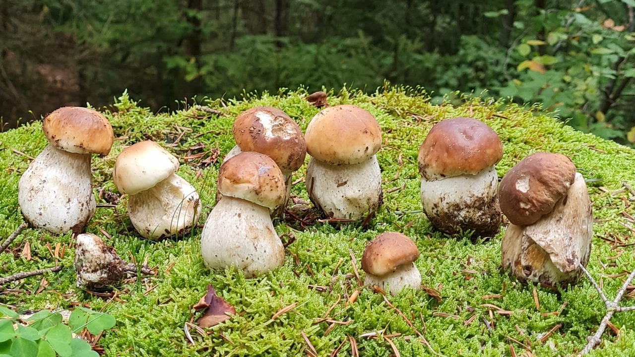 Photo of Outdoor in Camprieu