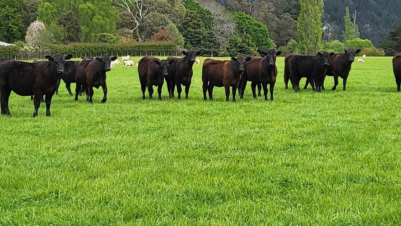 Photo of Outdoor in Wairarapa