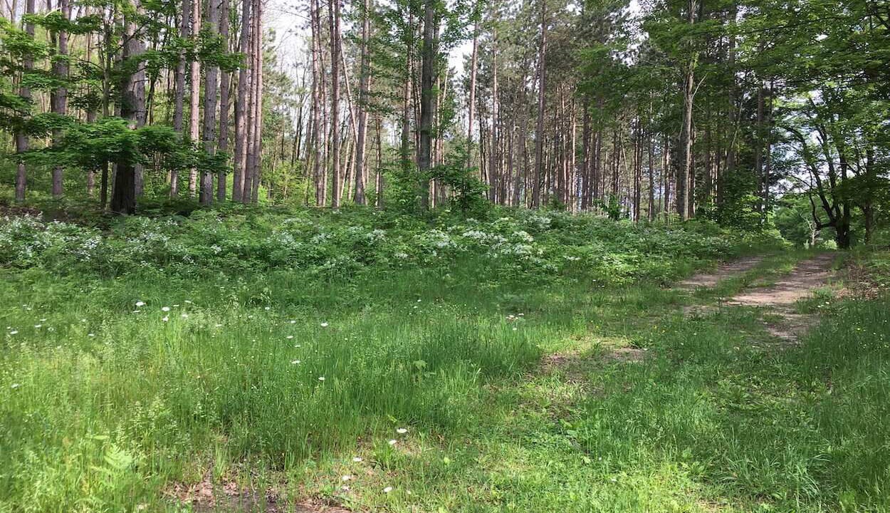 Photo of Outdoor in Northeast Michigan