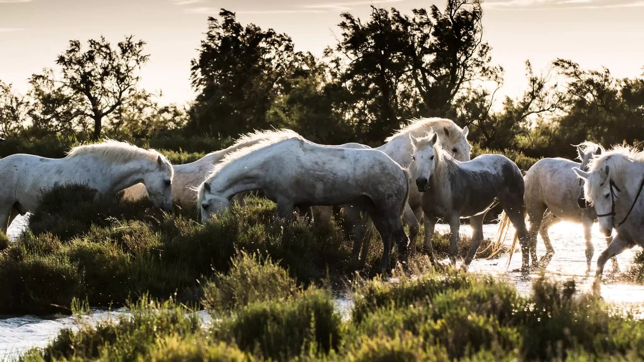 Photo of Others in Martigues