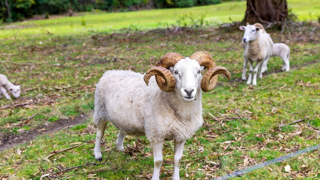 Photo of Outdoor in Lorne
