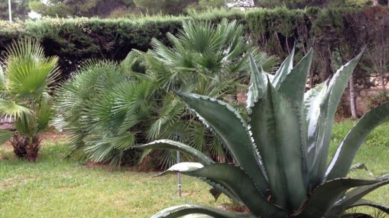 Photo of Outdoor in Calafat