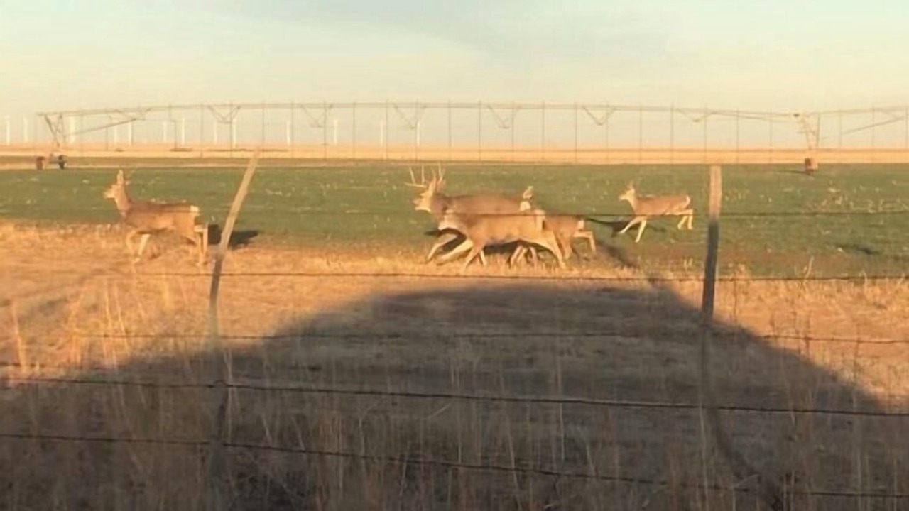 Photo of Others in Dimmitt