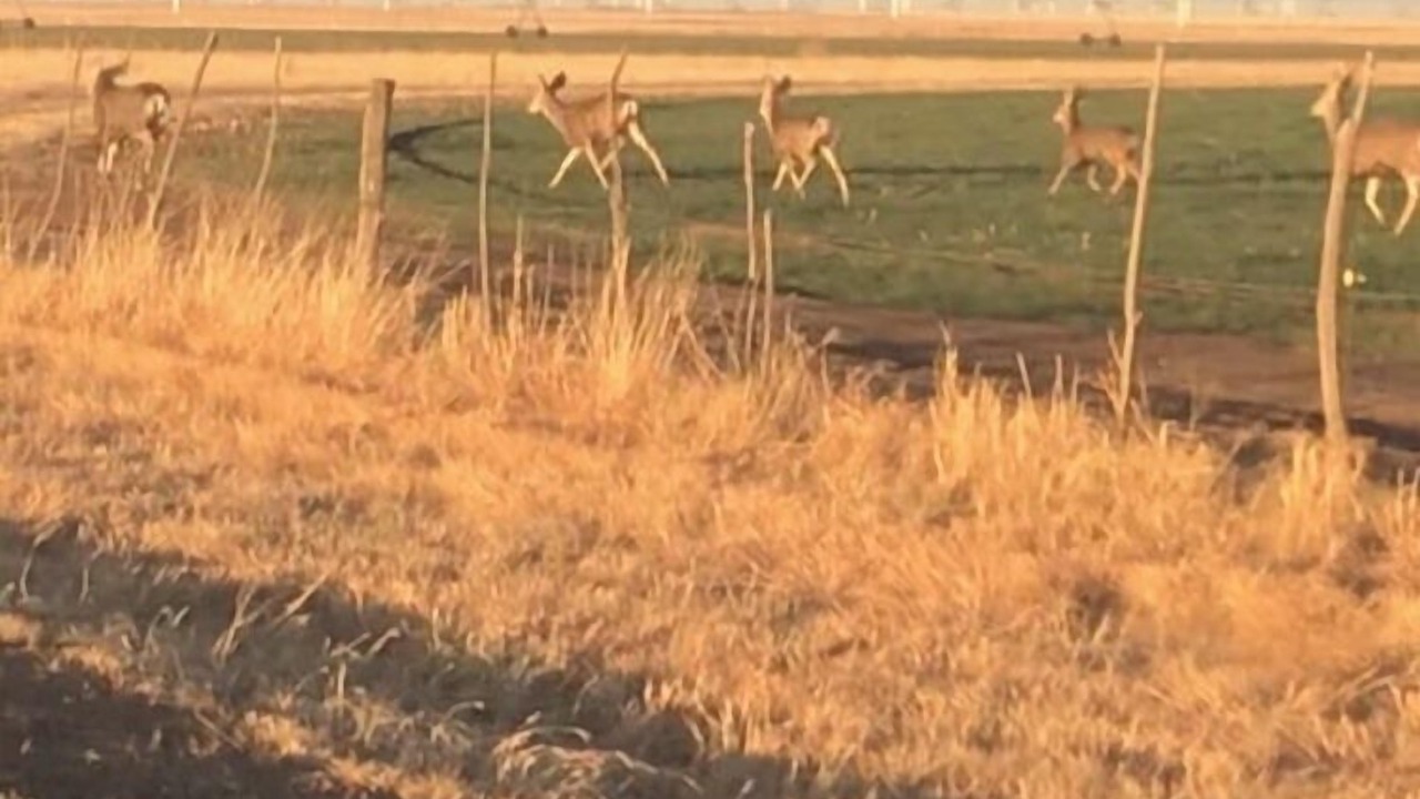 Photo of Others in Dimmitt