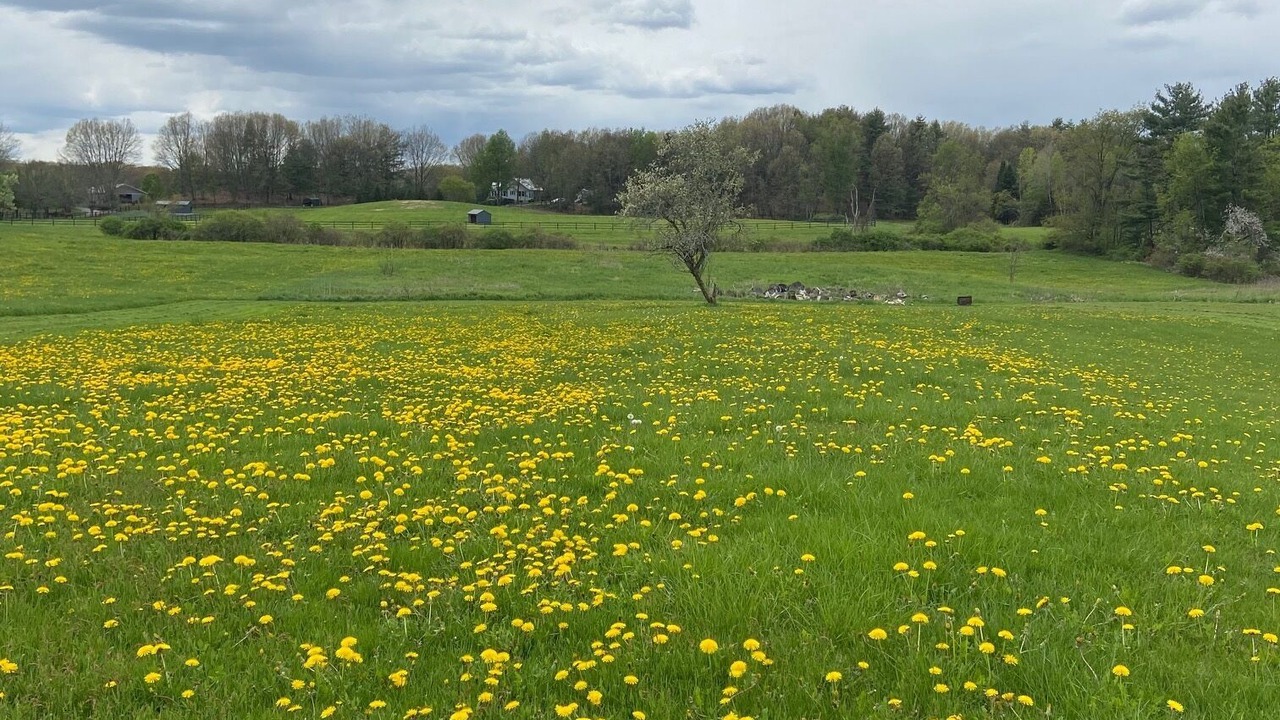 Photo of Others in Schuylerville