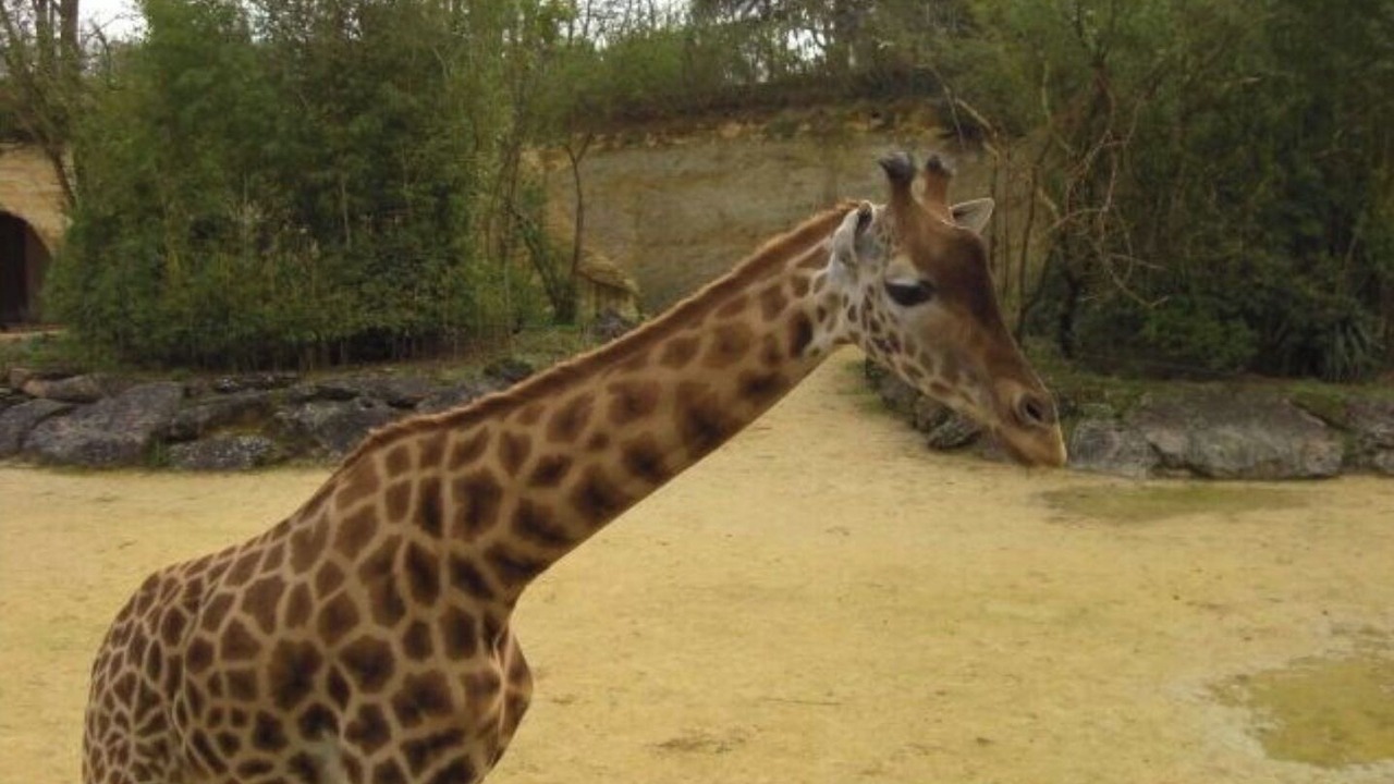 Photo of Others in Saint-Macaire-du-Bois