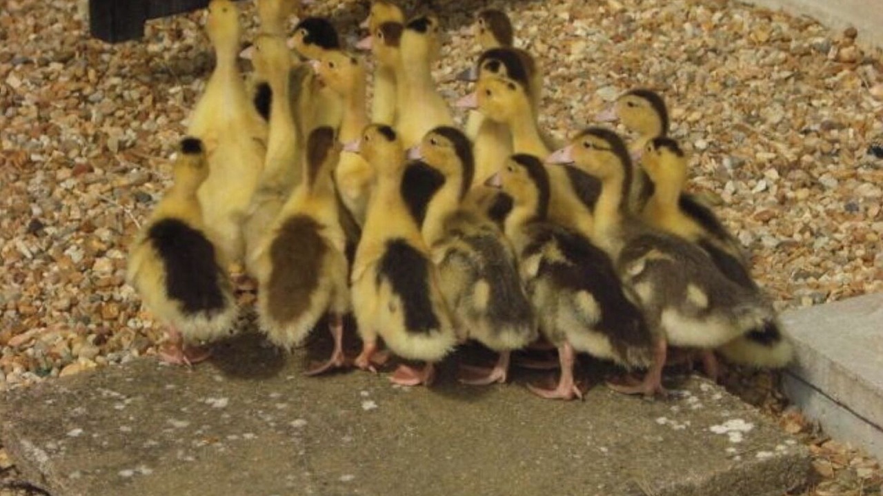 Photo of Others in Saint-Macaire-du-Bois