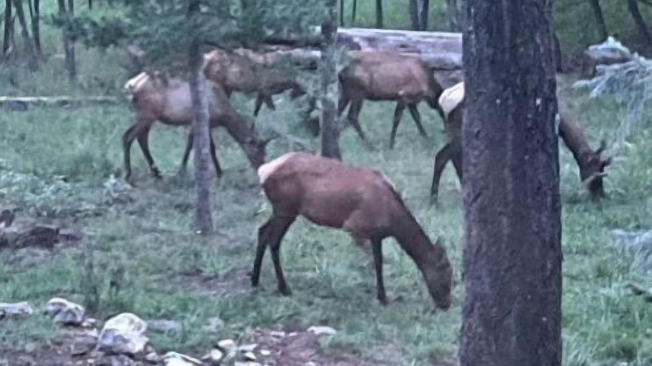 Photo of Others in Cloudcroft