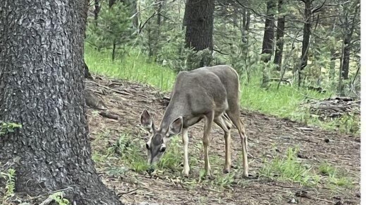 Photo of Outdoor in Cloudcroft