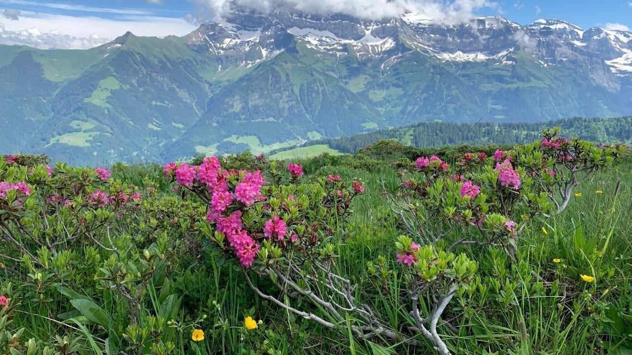 Photo of Others in Morgins