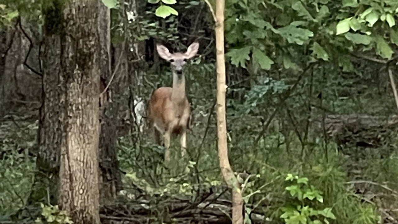 Photo of Outdoor in Morrilton