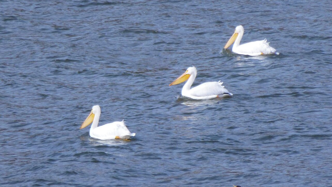 Photo of Others in Huntington